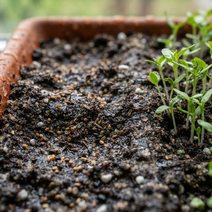 Ole Yeller Wildflower Mix Seeds for Planting