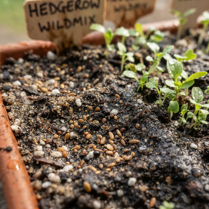 Hedgerow Wildflower Mixed Seeds for Planting