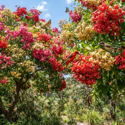 Kurrajong Wildflower Mixed Seeds for Planting