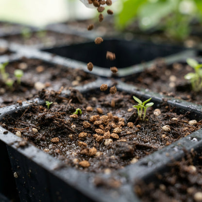 Japanese Wineberry Seeds for Planting