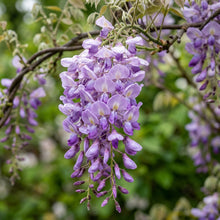 Wisteria Seeds Climbing Flower Plant for Garden Growing