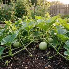 Collective Farm Woman Melon Seeds for Planting