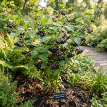 Wonderberry Sunberry Seeds for Planting