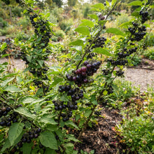 Wonderberry Seeds for Planting