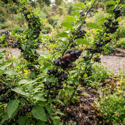 Wonderberry Seeds for Planting