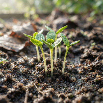 Wonderberry Seeds for Planting