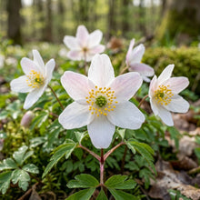 Wood Anemone Seeds – Anemone nemorosa