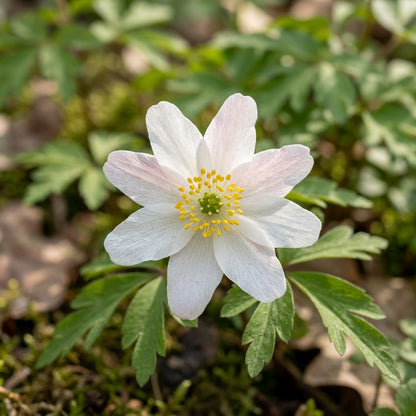 Wood Anemone Seeds – Anemone nemorosa