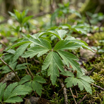 Wood Anemone Seeds – Anemone nemorosa