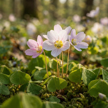 Wood Sorrel (Oxalis) Flower Seeds for Planting