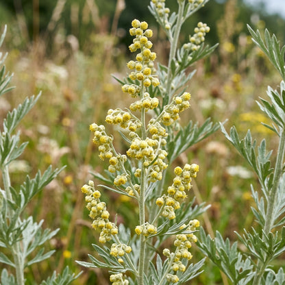 Wormwood Herb Seeds for Home Gardens