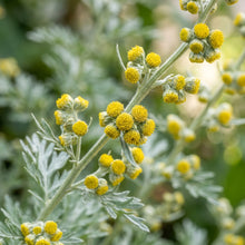 Wormwood Herb Seeds for Home Gardens