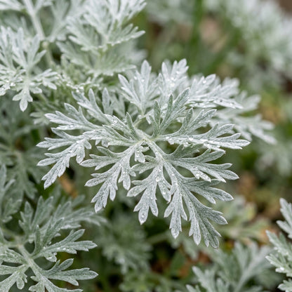 Wormwood Herb Seeds for Home Gardens