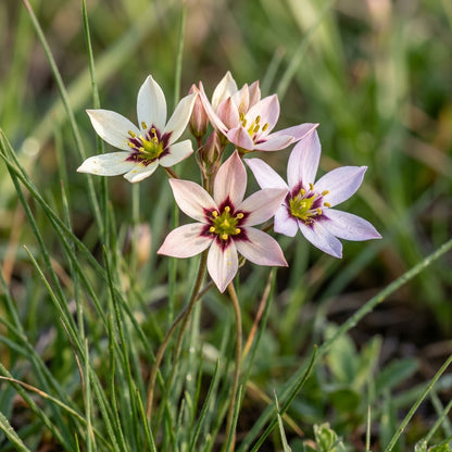 Wurmbea Stricta Seeds for Garden Planting