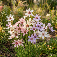 Wurmbea Stricta Seeds for Garden Planting