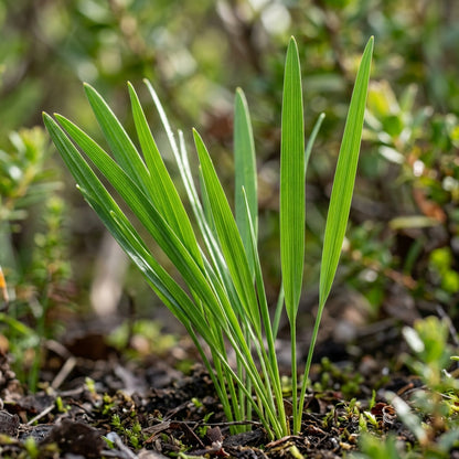 Wurmbea Stricta Seeds for Garden Planting