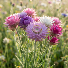 Xeranthemum annuum Flower Seeds for Planting