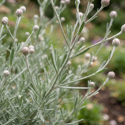 Xeranthemum annuum Flower Seeds for Planting