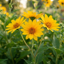 Yacon Flower Seeds - Yacon Flower Seeds for Garden