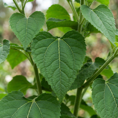 Yacon Flower Seeds - Yacon Flower Seeds for Garden