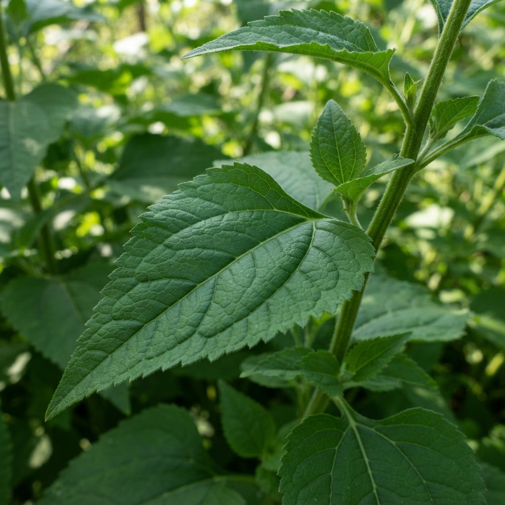 Yacon Flower Seeds - Yacon Flower Seeds for Garden
