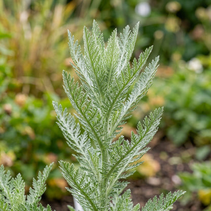 Yarrow Cloth of Gold Flower Seeds For Planting