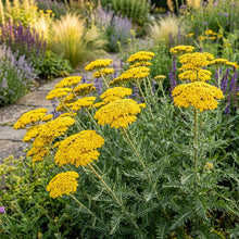 Yarrow Cloth of Gold Flower Seeds For Planting