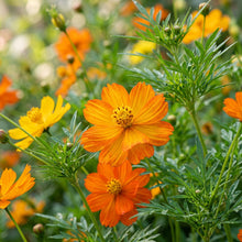 Yellow-Orange Cosmos Flower Seeds for Planting