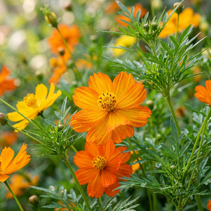 Yellow-Orange Cosmos Flower Seeds for Planting