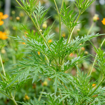 Yellow-Orange Cosmos Flower Seeds for Planting