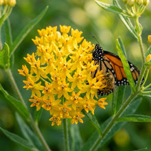 Asclepias tuberosa Hello Yellow Flower Seeds for Planting