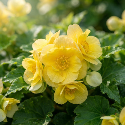 Yellow Begonia Flower Seeds - Yellow Begonia Flower Seeds for Garden