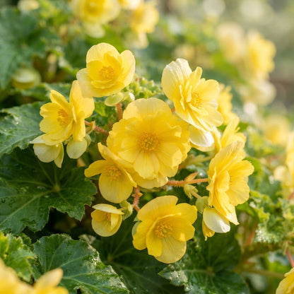 Yellow Begonia Flower Seeds - Yellow Begonia Flower Seeds for Garden