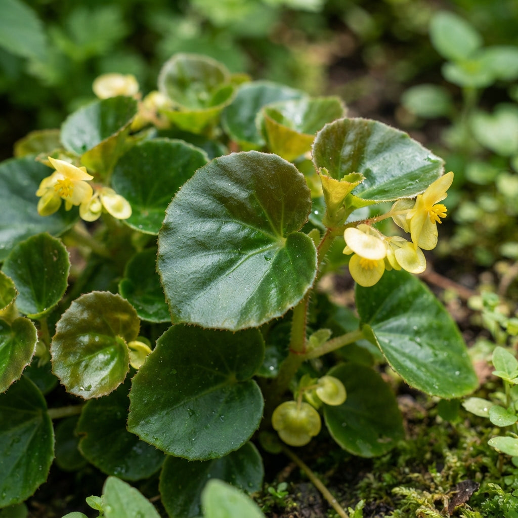 Yellow Begonia Flower Seeds - Yellow Begonia Flower Seeds for Garden