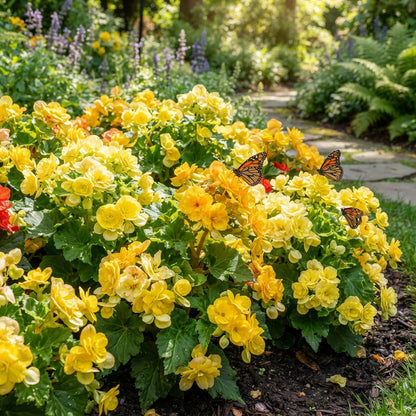 Yellow Begonia Flower Seeds - Yellow Begonia Flower Seeds for Garden