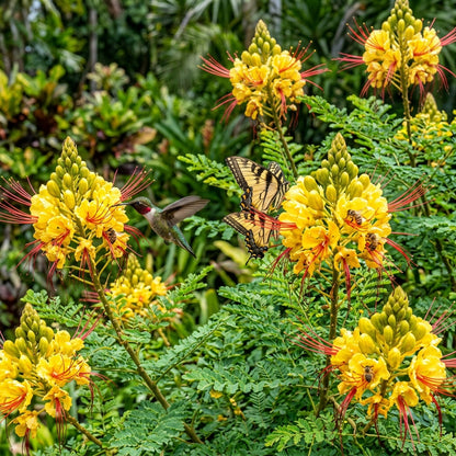 Yellow Bird of Paradise Flower Seeds for Planting