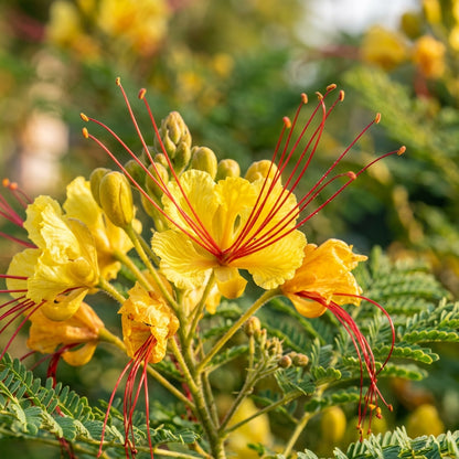 Yellow Bird of Paradise Flower Seeds for Planting