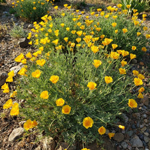 Yellow California Poppy Seeds For Planting
