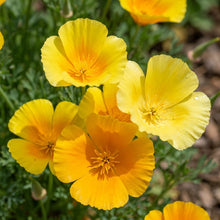 Yellow California Poppy Seeds For Planting
