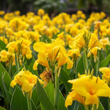 Yellow Canna Lily Seeds for Tropical Flower Garden Planting