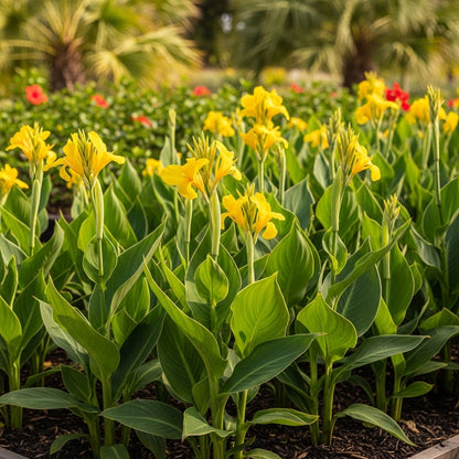 Yellow Canna Lily Seeds for Tropical Flower Garden Planting