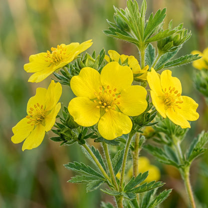 Yellow Cinquefoil Flower Seeds – Golden Perennial Blooms