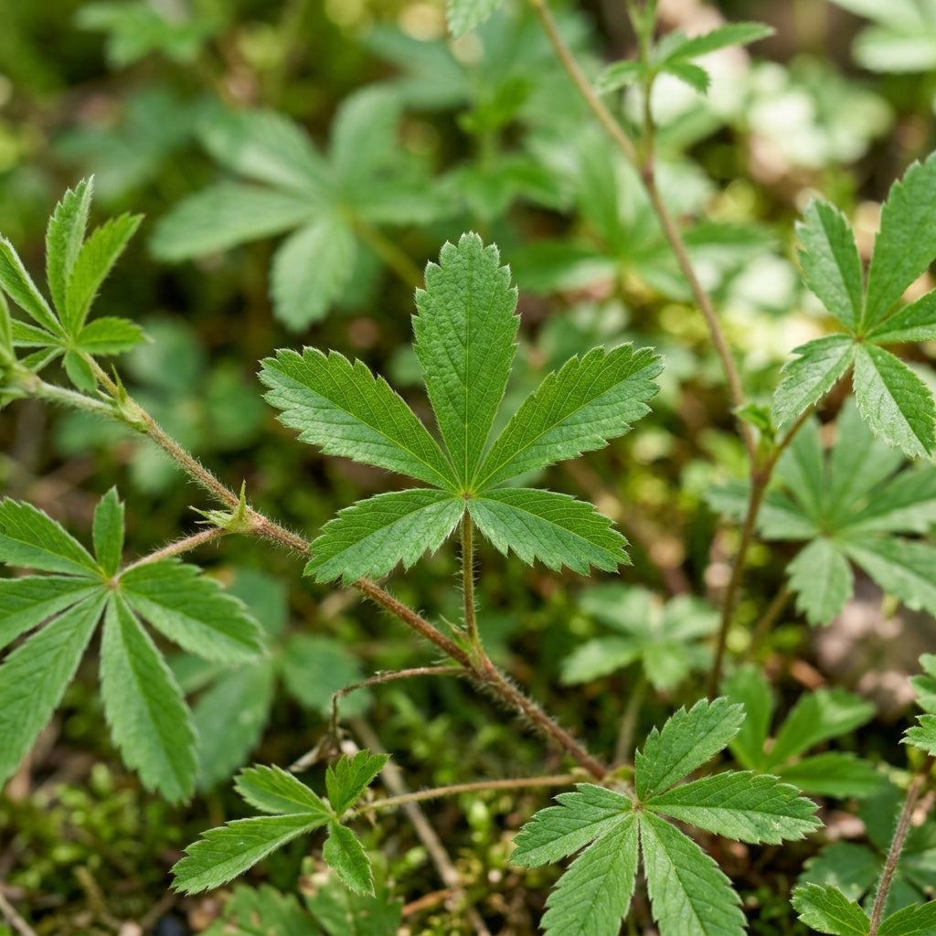 Yellow Cinquefoil Flower Seeds – Golden Perennial Blooms