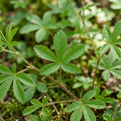 Yellow Cinquefoil Flower Seeds – Golden Perennial Blooms