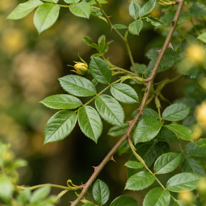 Yellow Climbing Rose Flower Seeds for Planting
