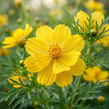 Yellow Cosmos Flower Seeds For Planting