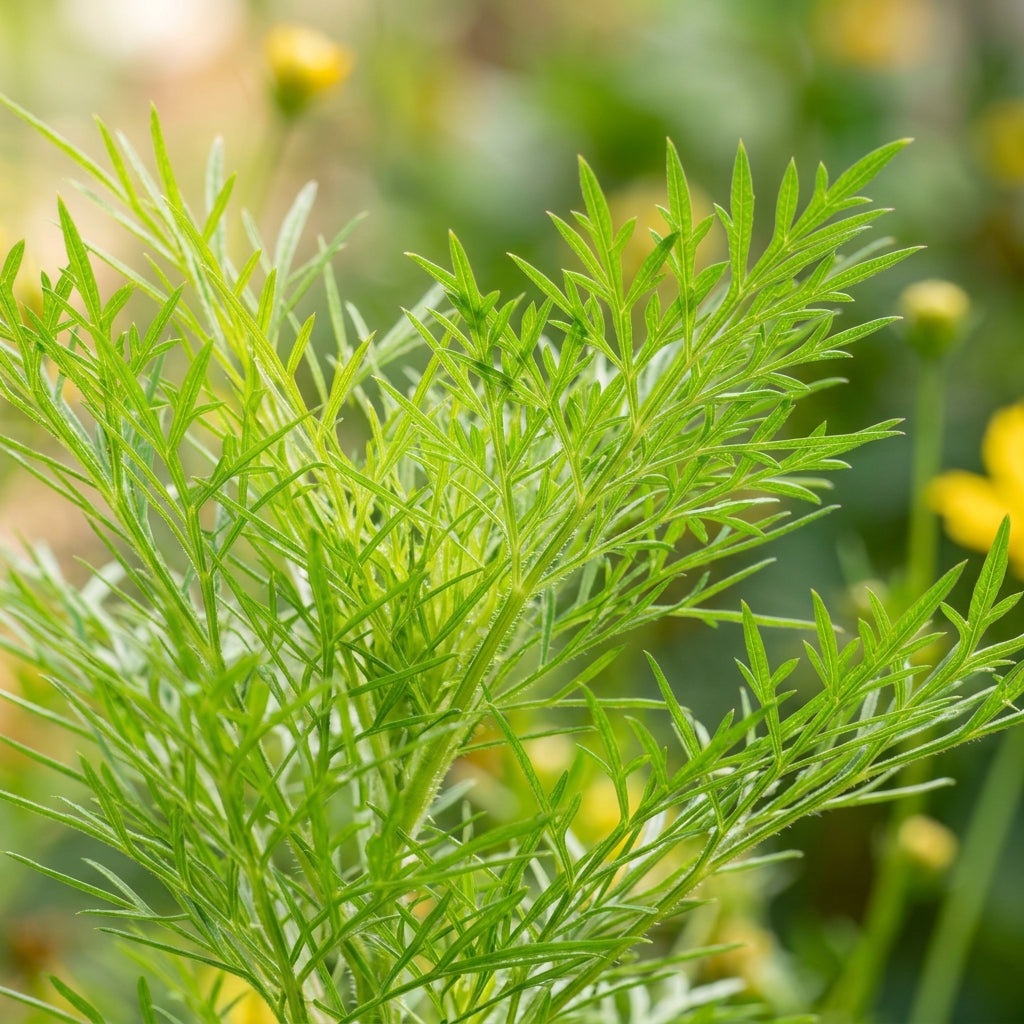 Yellow Cosmos Flower Seeds For Planting
