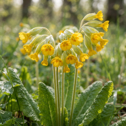 Yellow Cowslip Flower Seeds for Planting