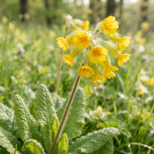 Yellow Cowslip Flower Seeds for Planting