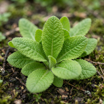 Yellow Cowslip Flower Seeds for Planting